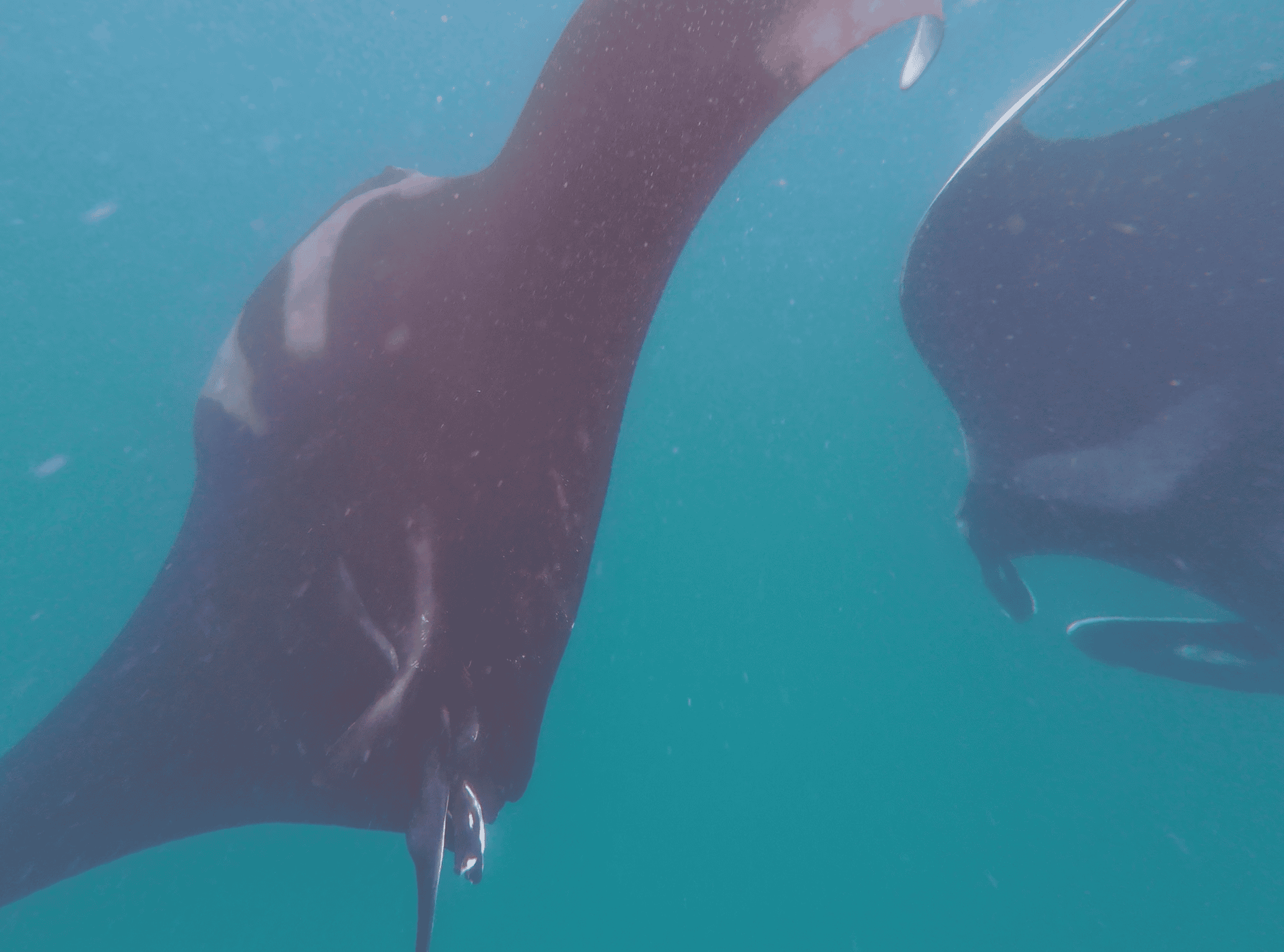 Close up underwater shot of two manta rays swimming in opposite directions.